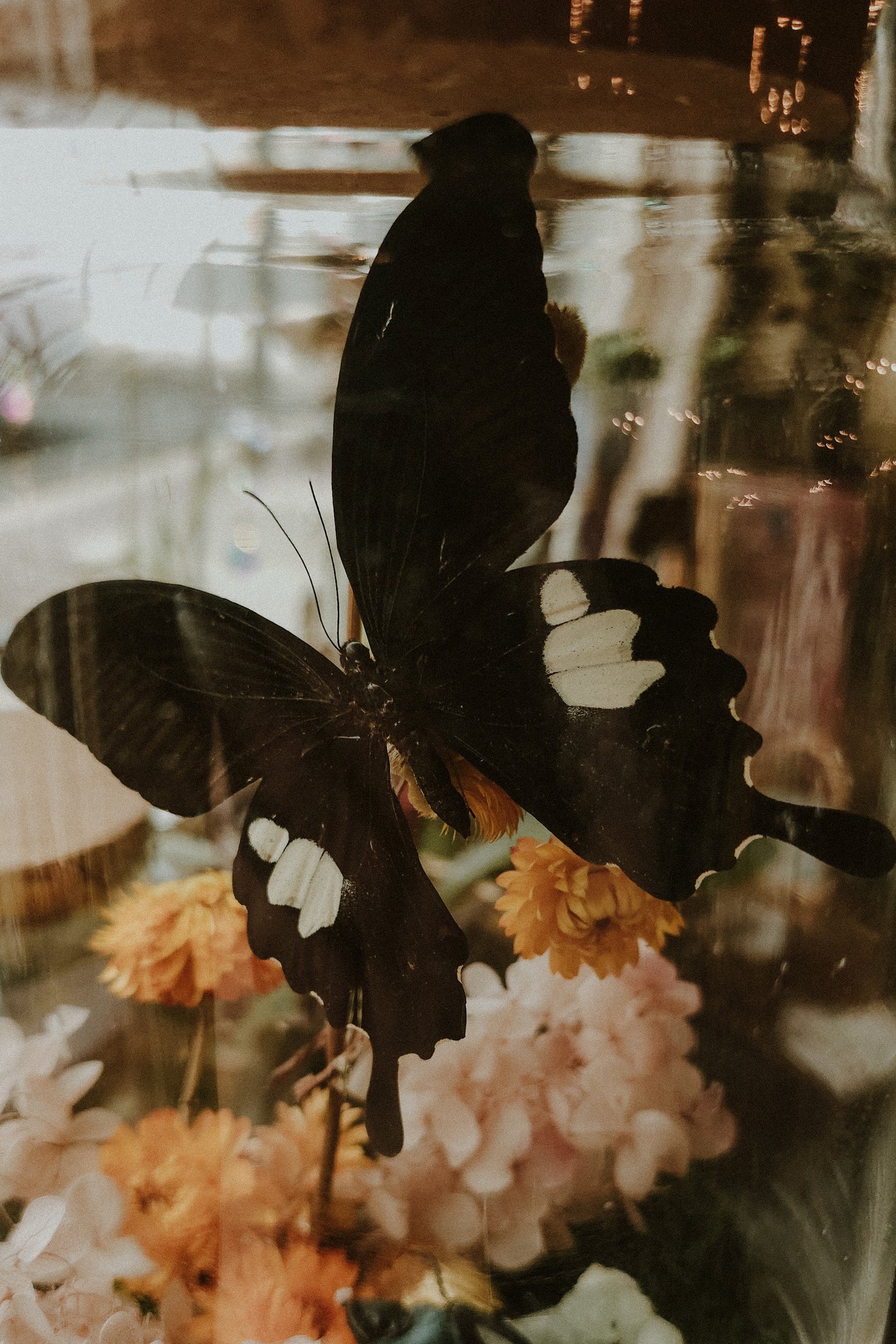 Papilio Helenus and Odontolabis Cloche