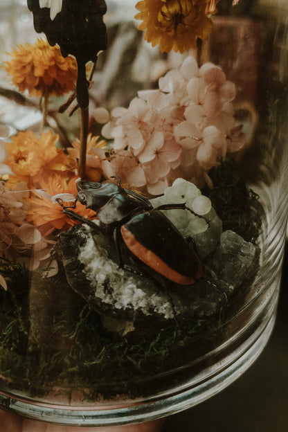 Papilio Helenus and Odontolabis Cloche
